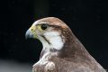 Cornwall Bird of Prey Centre<br />Saker Falcon (<i>Falco cherrug</i>)