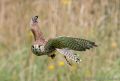Cornwall Bird of Prey Centre<br />Kestrel (<i>Falco tinnunculus</i>)
