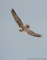 Cornwall Bird of Prey Centre<br />Gyr Falcon x Saker Falcon (<i>Falco rusticolus x Falco cherrug</i>)