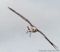 Cornwall Bird of Prey Centre<br />Gyr Falcon x Saker Falcon (<i>Falco rusticolus x Falco cherrug</i>)
