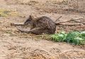 Parma Wallaby (<i>Macropus parma</i>)