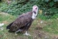 Hooded Vulture (<i>Necrosyrtes monachus</i>)