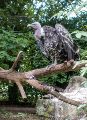 Ruppell's Griffon Vulture (<i>Gyps rueppelli</i>)