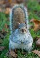 A project to take a photograph every day for a month during November 2013.<br />Phovember 25<sup>th</sup>: Who ate all the nuts then?<br/>Camera: Nikon D800<br/>Lens: 24-70mm @ 70mm<br/>Exposure: 1/800 sec;  f/2.8; ISO 400<br/>Location: Castle Park, Colchester.