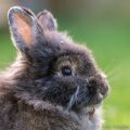 A project to take a photograph every day for a month during November 2015.<br />Day 21: Bunny<br />Camera: Nikon D800; Lens: Nikkor 70-200 f2.8 @ 180mm<br />Exposure: 1/500 sec; f/2.8; ISO 800
