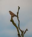 Day 26 Rejects<br />Reason: The branch at the back of the Kestrel obscures the tail