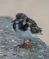 A project to take a photograph every day for a month during November 2015.<br />Day 29: Turnstone (<i>Arenaria interpres</i>)<br />Camera: Nikon D800; Lens: Nikkor 80-400 @ 400mm<br />Exposure: 1/400 sec; f/5.6; ISO 400