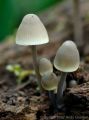 <b>Image 1: Vertical rectangular image<br>Nature</b><br>I wanted to capture the 'glow' that seemed to emanate from the delicate rim of these little mushrooms as they reminded me of miniature lamps.  The vertical format suited this scene well as it allowed me to capture the clump in its natural environment.  I think this choice of format was correct for this scene but the out of focus mushroom in the background is distracting and when I tried to crop it out of the image the balance of the composition was upset. I  wish I had moved round to the right slightly so as to exclude it. 