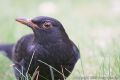 <b>Exercise 1:</b>: Photographing black, white and grey objects<br />Black Object - f/5.6 at 1/50sec<br>This blackbird was shot in my back garden using a small tent as a 'hide'. The very dark feathers on this bird have fooled the camera into over-exposing the shot causing the bird to appear much lighter than it should.