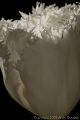 <b>Exercise 1:</b>: Photographing black, white and grey objects<br />White Object - f/22 at 1/125sec<br>Following the feedback from module 1, I decided to back light this white tulip and use a reflector to bounce some light back onto the front of the flower.  Although some of the highlights at the top of the scene have come out white, most of the petals have been represented darker than they actually are.